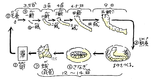 カイコの一生