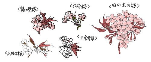 色々な桜
